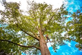 Best Tree Mulching  in West Ack, NY