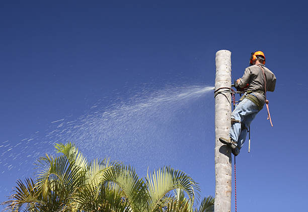 Best Lawn Irrigation Installation and Maintenance  in West Ack, NY