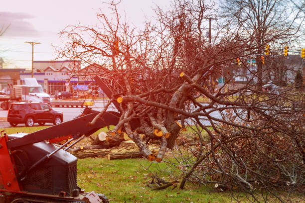 Best Tree Health Inspection  in West Ack, NY