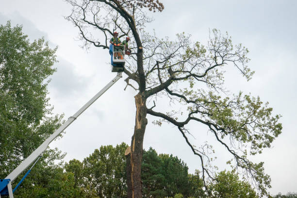 Best Root Management and Removal  in West Ack, NY