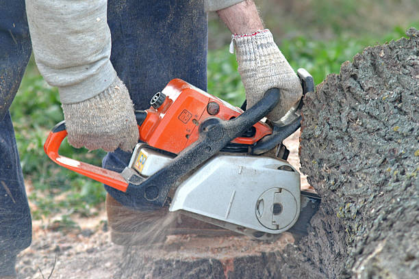 Best Arborist Consultation Services  in West Ack, NY
