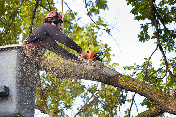Best Lawn Maintenance Plans  in West Ack, NY