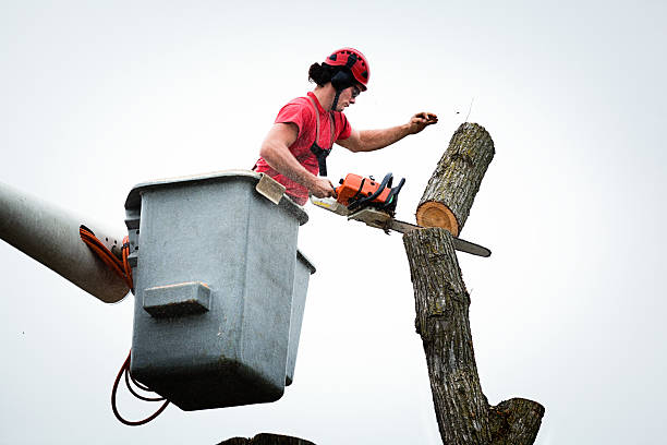 Best Tree Removal  in West Ack, NY