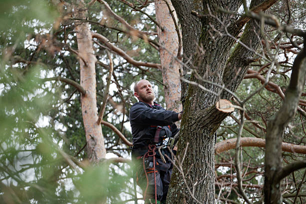 Best Tree Preservation Services  in West Ack, NY