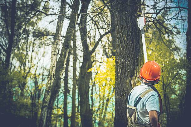 How Our Tree Care Process Works  in  West Nyack, NY