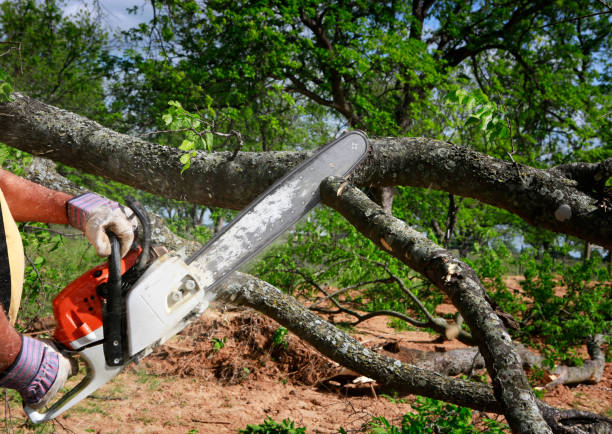 Best Tree Maintenance Programs  in West Ack, NY